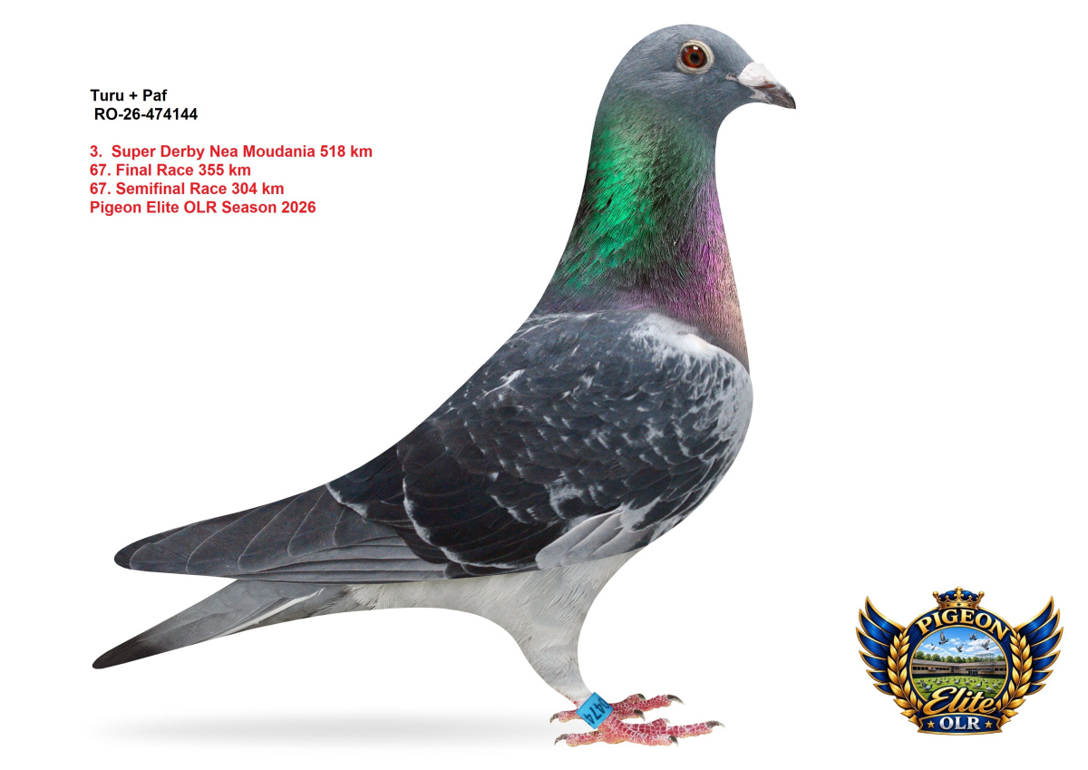  Pigeon Elite OLR - Super Derby Nea Moudania 518 km 