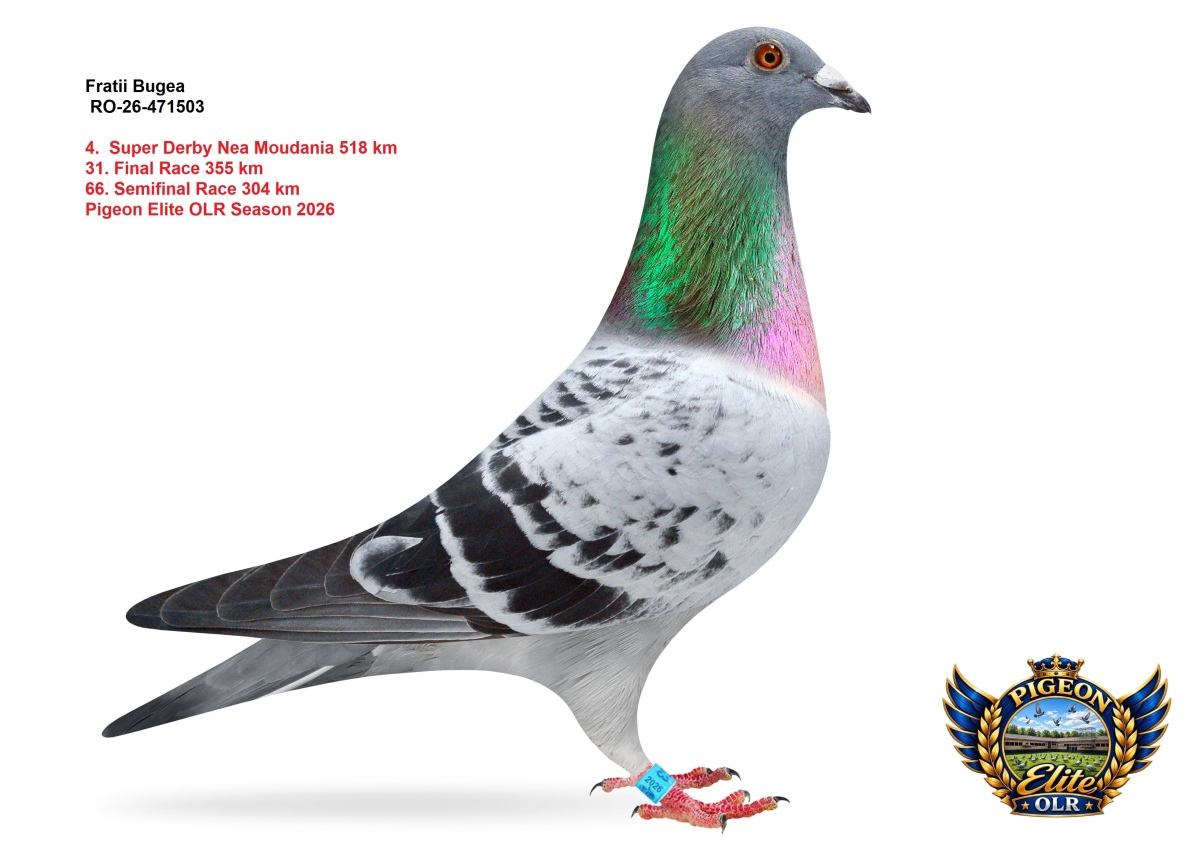  Pigeon Elite OLR - Super Derby Nea Moudania 518 km 
